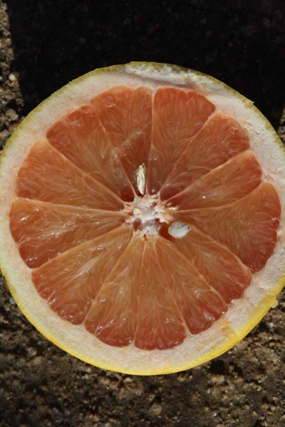              Fruit cross-section (Riverside, CA)       